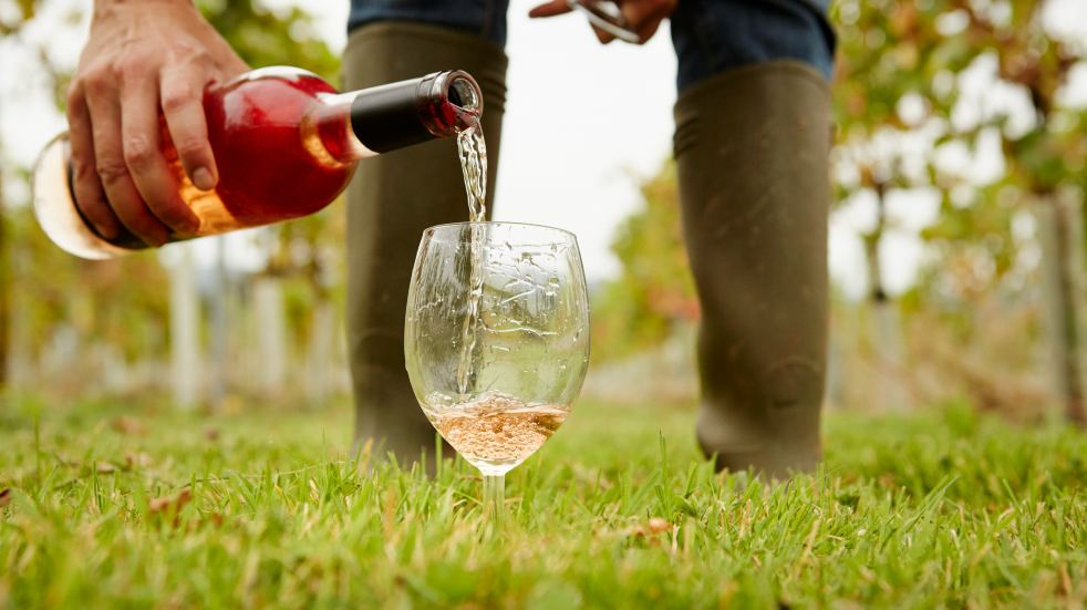 pouring red wine in vineyard